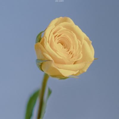 流星群侠传虫虫助手版下载